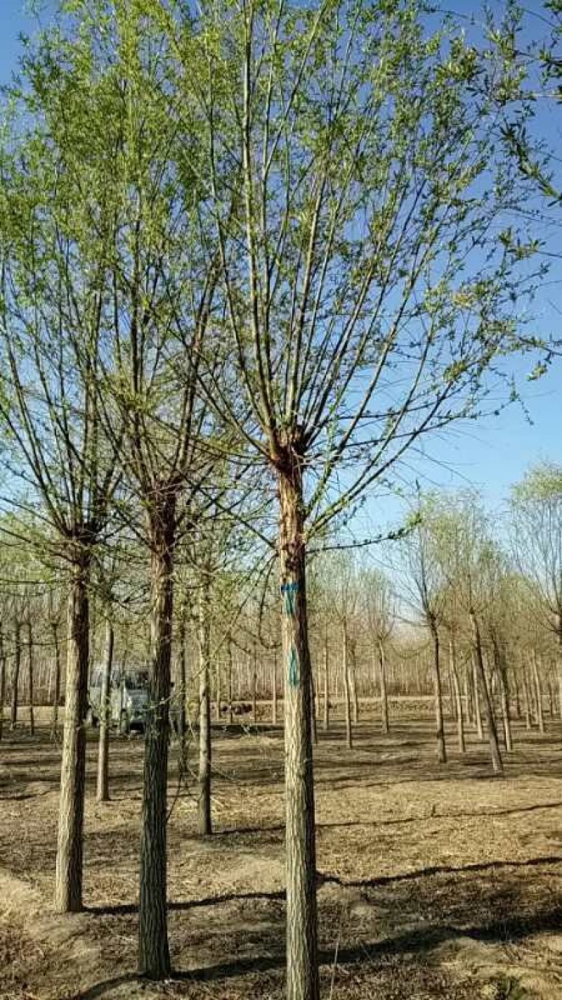 大量低价销售，8-20公分平头旱柳移植苗，易成活