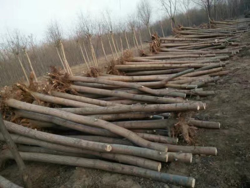 大量低价销售，8-20公分平头旱柳移植苗，易成活