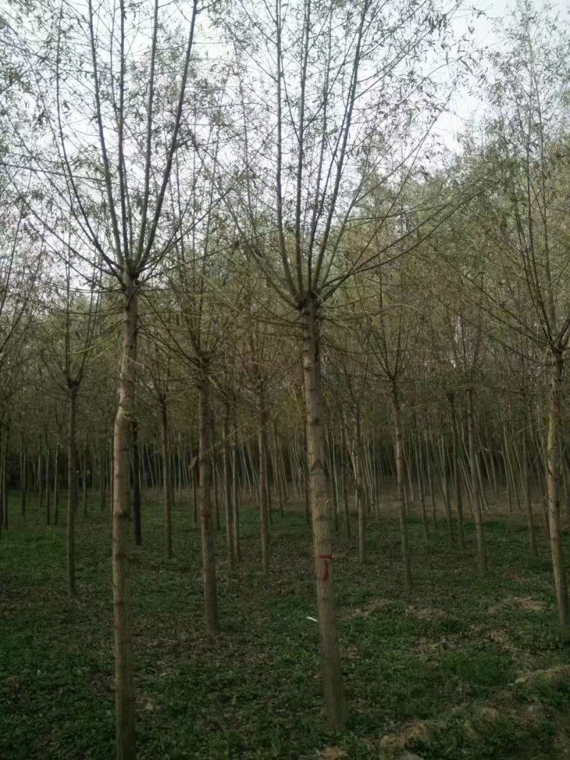 大量低价销售，8-20公分平头旱柳移植苗，易成活