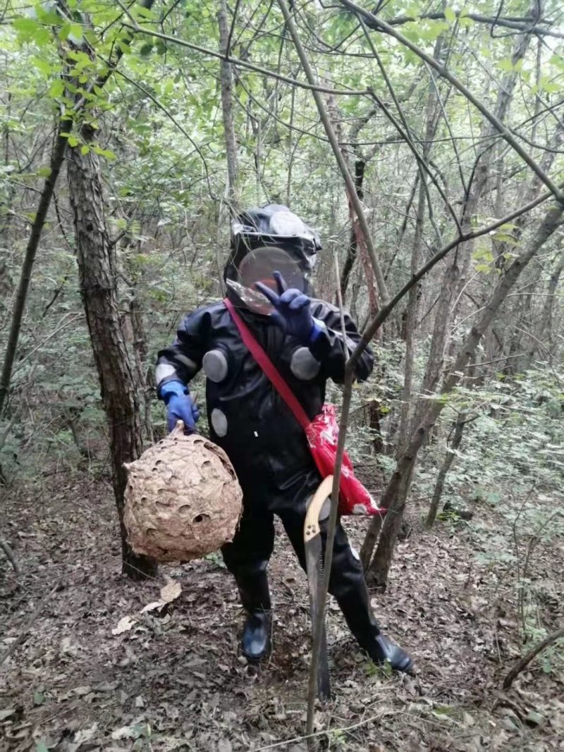 河南省南阳市西峡县伏牛山铭源野生蜂蛹批发