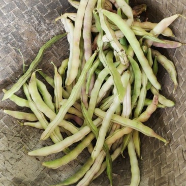干豆角软壳豆