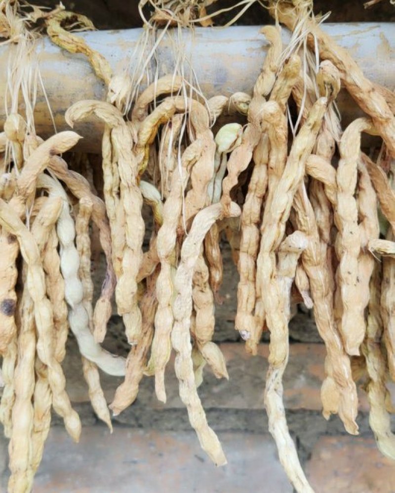 干豆角软壳豆