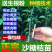 沙糖桔苗正宗嫁接沙糖桔苗果树苗广西容县发货