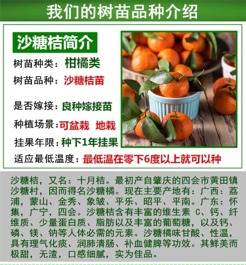 沙糖桔苗正宗嫁接沙糖桔苗果树苗广西容县发货