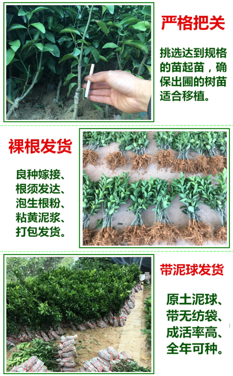 沙糖桔苗正宗嫁接沙糖桔苗果树苗广西容县发货