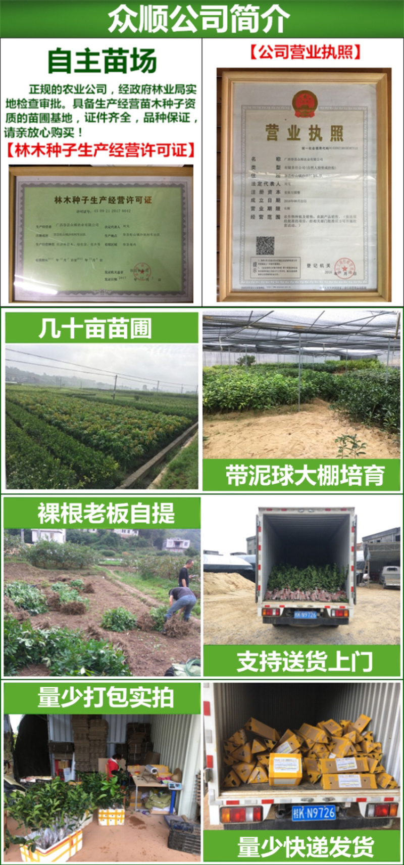沙糖桔苗正宗嫁接沙糖桔苗果树苗广西容县发货