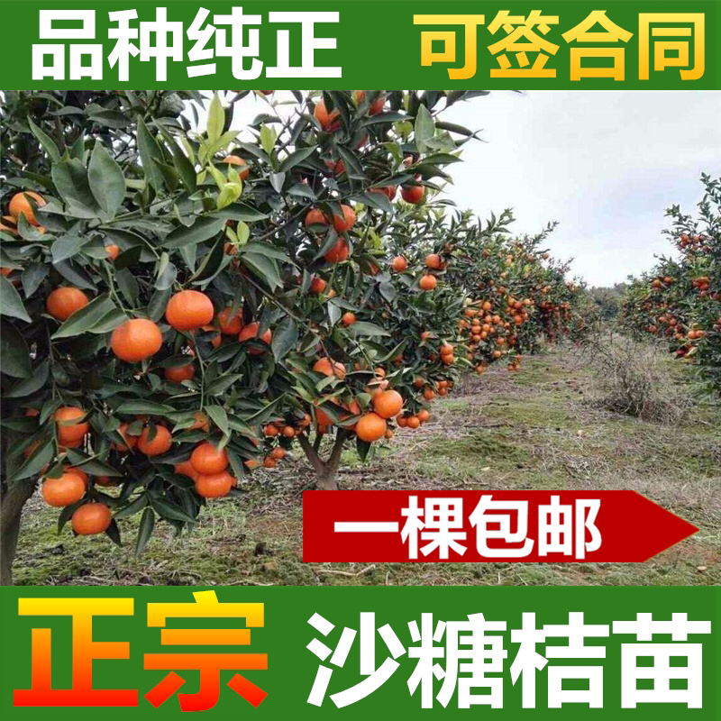 沙糖桔苗正宗嫁接沙糖桔苗果树苗广西容县发货