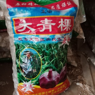 河北大名蒜种