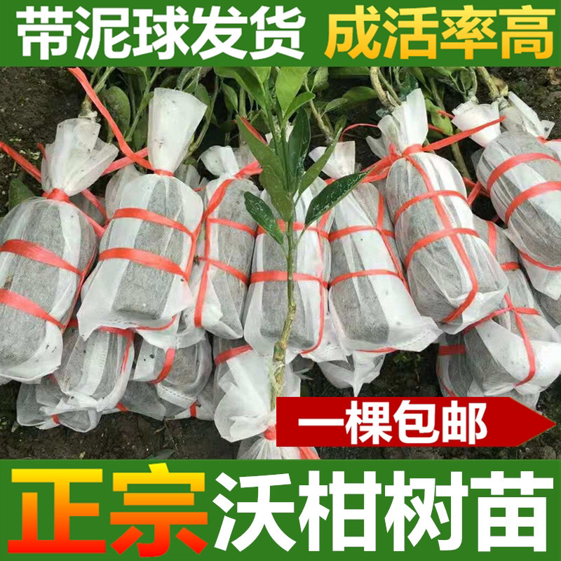 沃柑树苗正宗广西沃柑果树苗嫁接柑橘苗