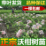沃柑树苗正宗广西沃柑果树苗嫁接柑橘苗
