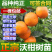 沃柑树苗正宗广西沃柑果树苗嫁接柑橘苗