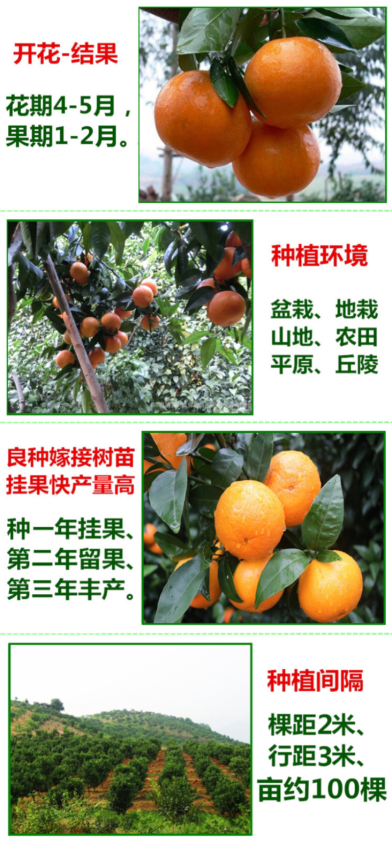 沃柑树苗正宗广西沃柑果树苗嫁接柑橘苗