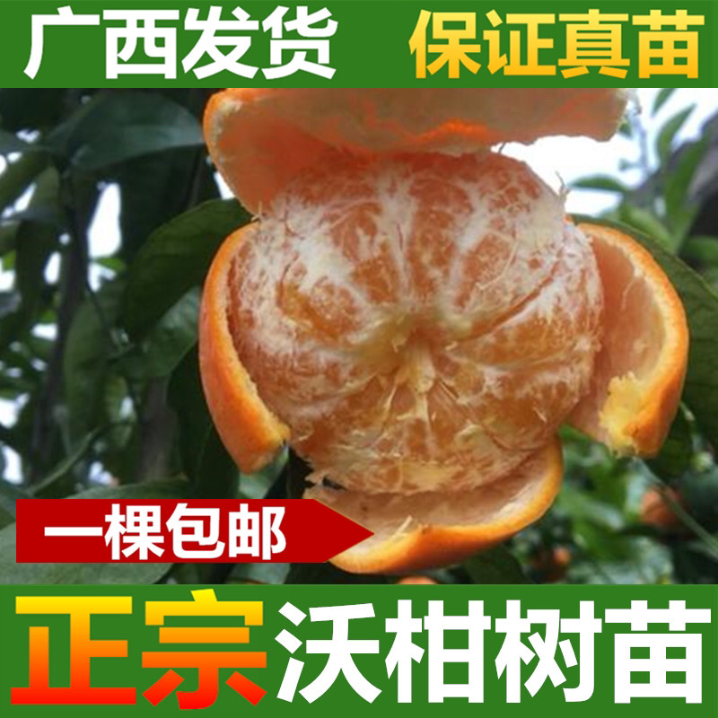 沃柑树苗正宗广西沃柑果树苗嫁接柑橘苗