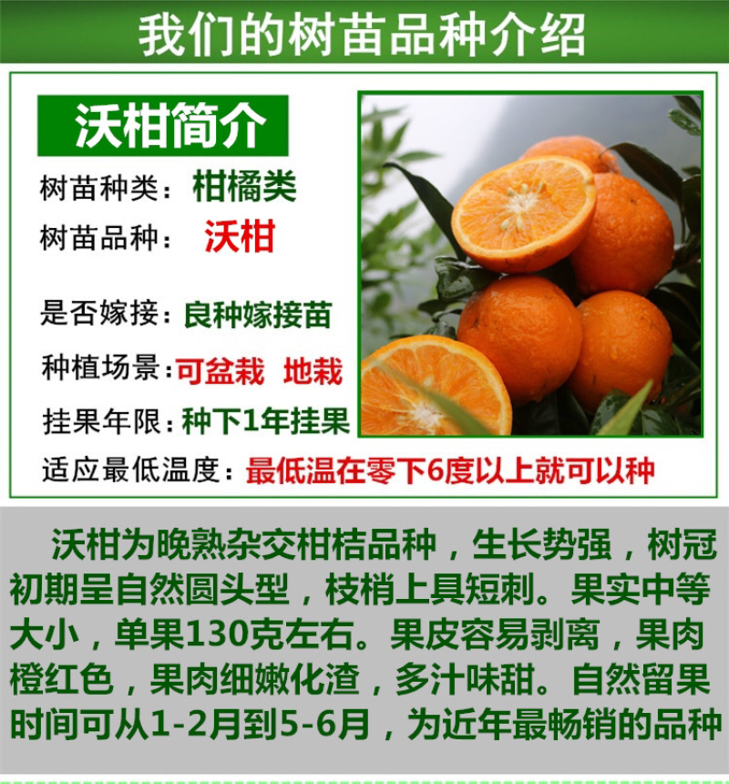 沃柑树苗正宗广西沃柑果树苗嫁接柑橘苗