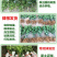 沃柑树苗正宗广西沃柑果树苗嫁接柑橘苗