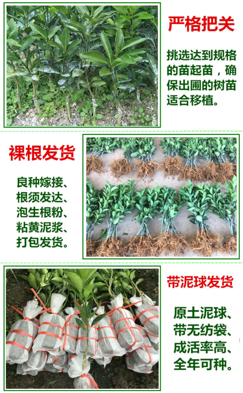 沃柑树苗正宗广西沃柑果树苗嫁接柑橘苗