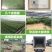 沃柑树苗正宗广西沃柑果树苗嫁接柑橘苗