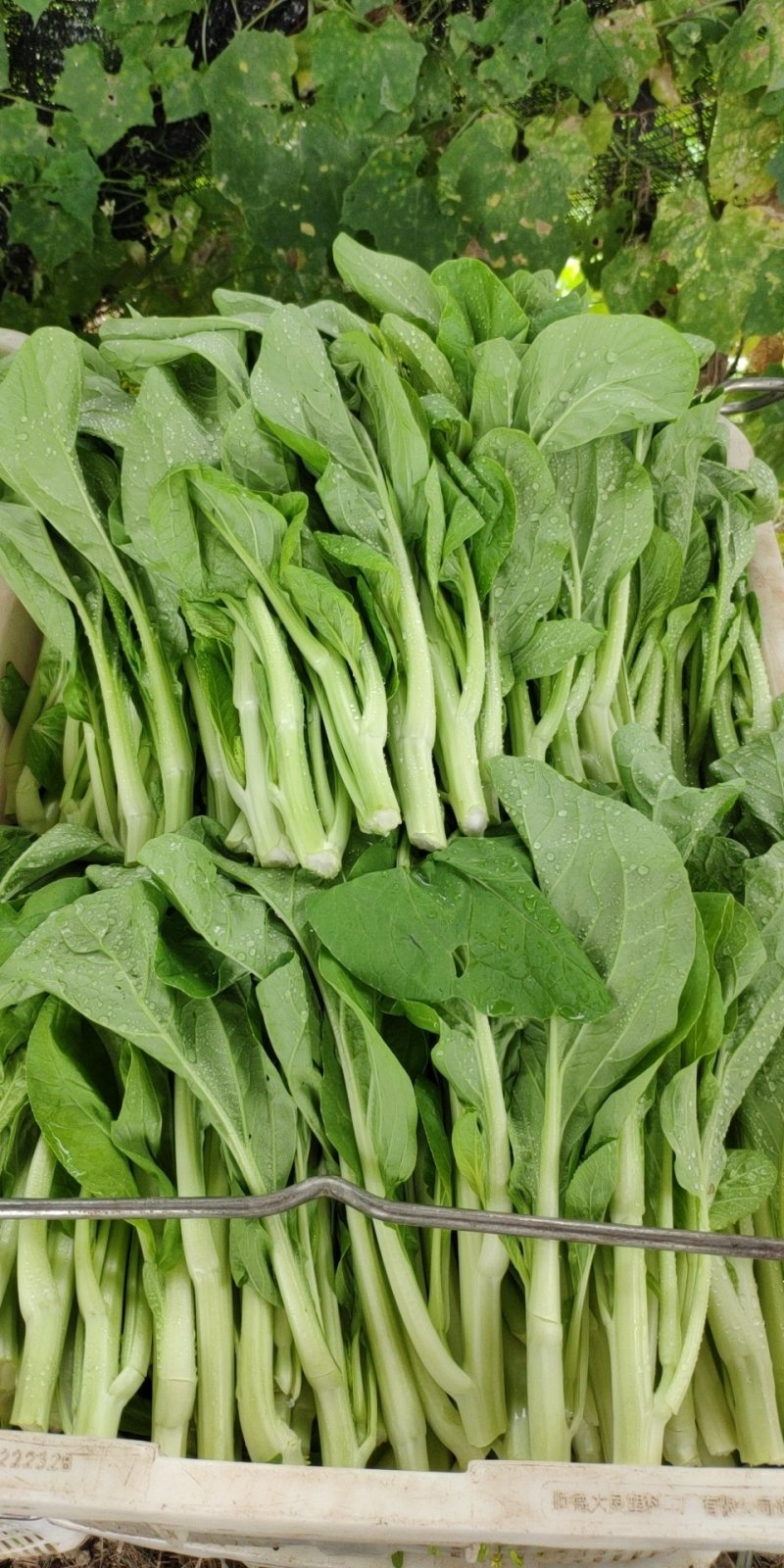 湖南白菜苔