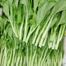 湖南白菜苔