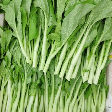 湖南白菜苔