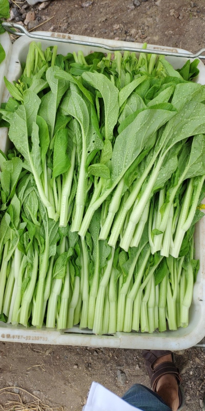 湖南白菜苔