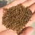 决明子决明子泡茶决明子茶正品炒熟决明子茶优选花草决