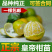皇帝柑苗贡柑苗柑橘果树苗带泥球带叶子发货