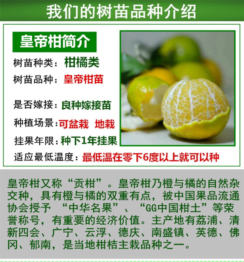 皇帝柑苗贡柑苗柑橘果树苗带泥球带叶子发货