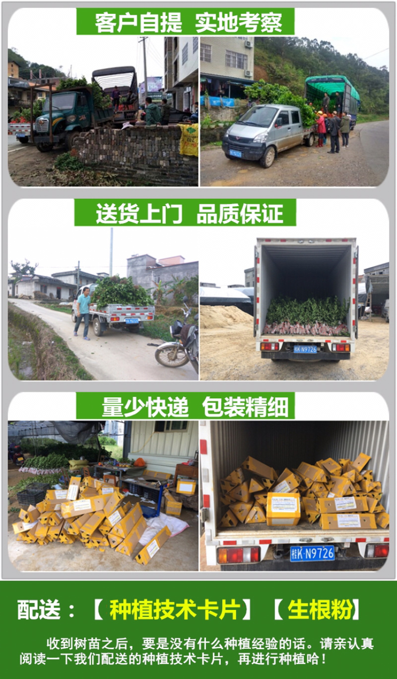 皇帝柑苗贡柑苗柑橘果树苗带泥球带叶子发货