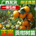 皇帝柑苗贡柑苗柑橘果树苗带泥球带叶子发货