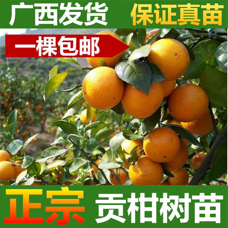 皇帝柑苗贡柑苗柑橘果树苗带泥球带叶子发货