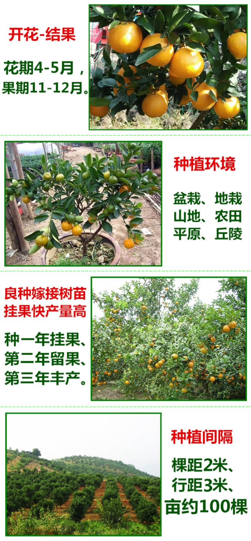 皇帝柑苗贡柑苗柑橘果树苗带泥球带叶子发货