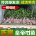 皇帝柑苗贡柑苗柑橘果树苗带泥球带叶子发货