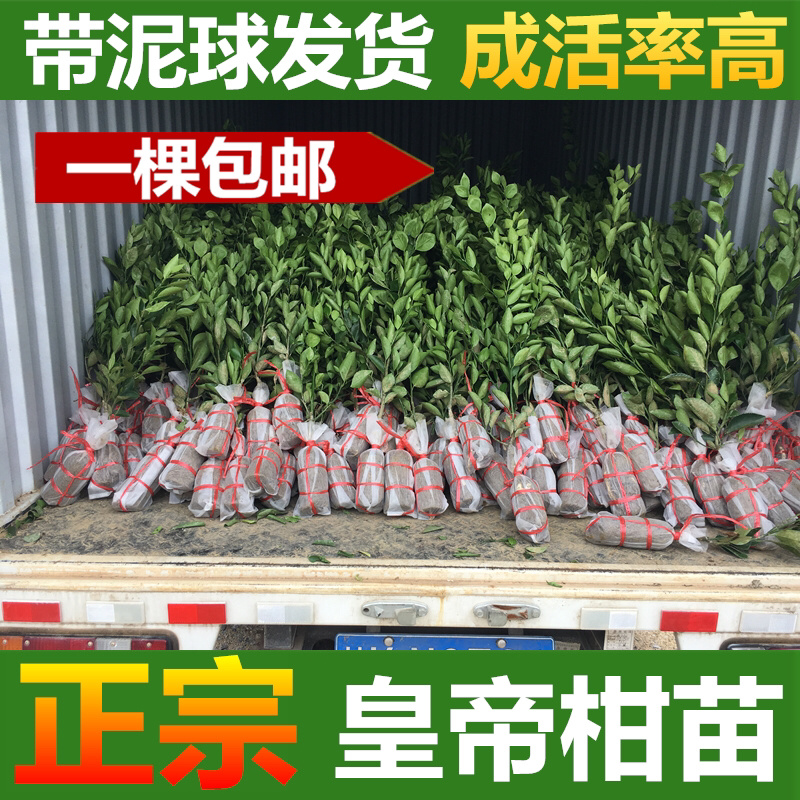 皇帝柑苗贡柑苗柑橘果树苗带泥球带叶子发货