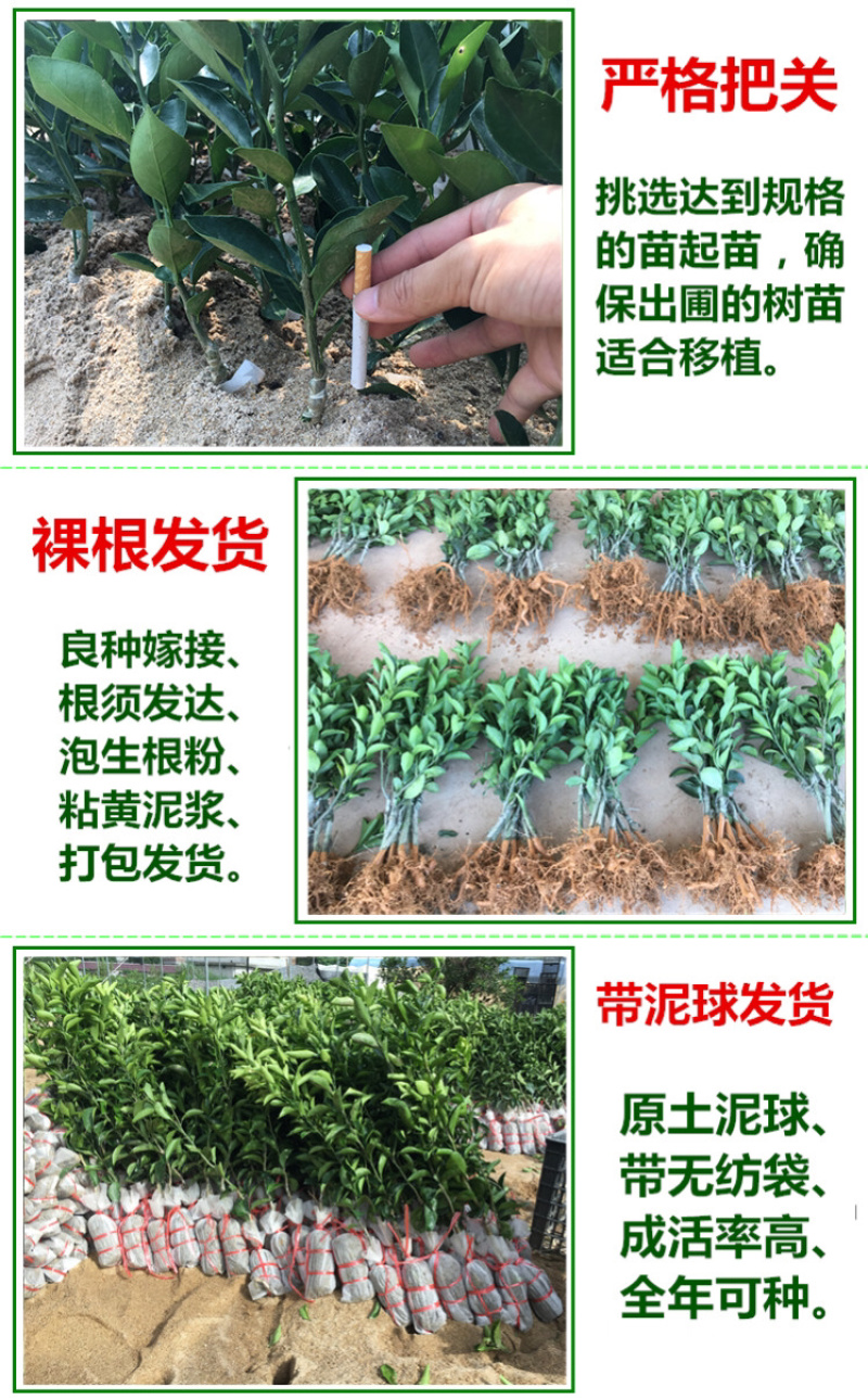 皇帝柑苗贡柑苗柑橘果树苗带泥球带叶子发货