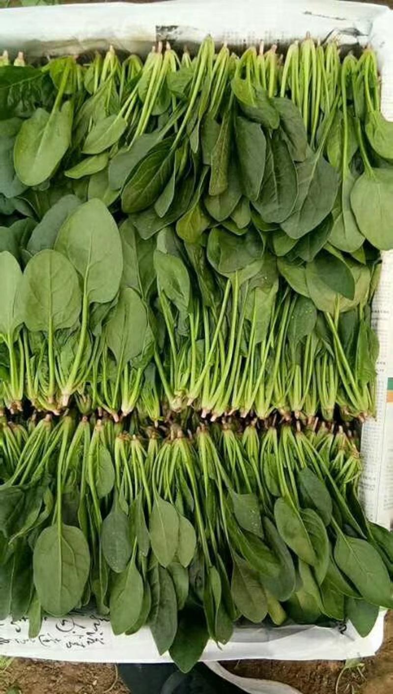 山东精品菠菜，适应全国市场，做工，包装，物流齐全。