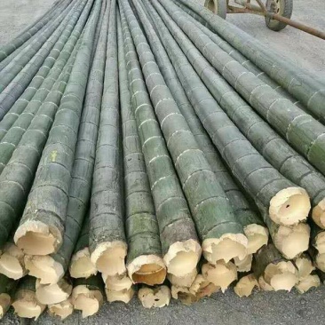 寿竹（大量各种规格尺寸竹子）