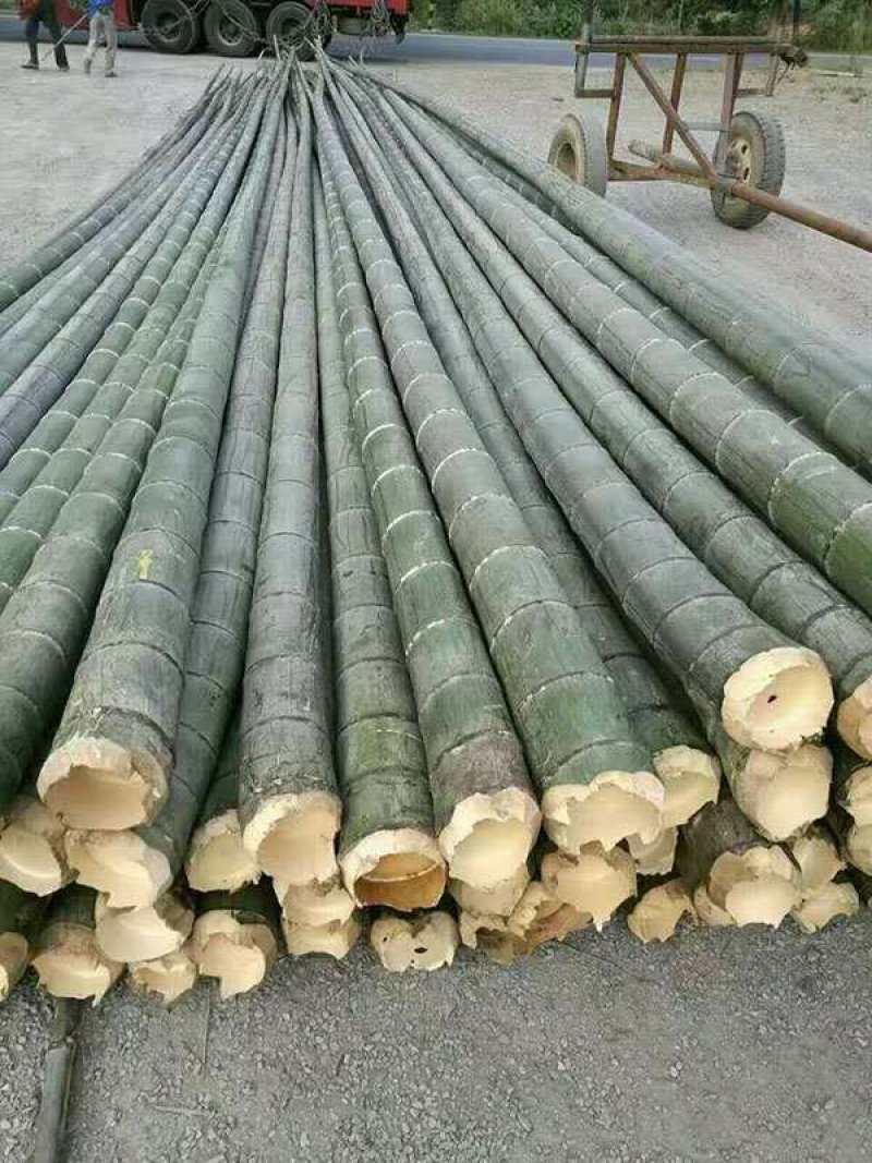 寿竹（大量各种规格尺寸竹子）