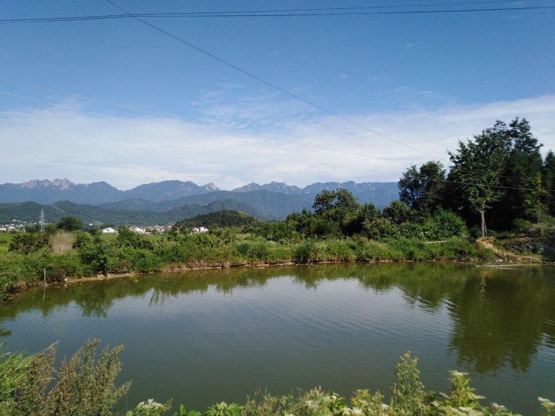 【热卖】灵芝纯野生灵芝赤灵芝深山生长滋补包邮