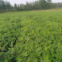 新鲜湿花生