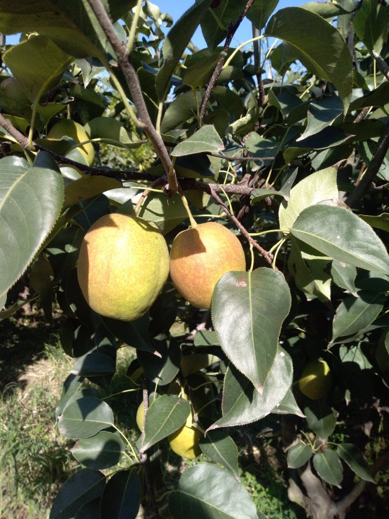 库尔勒香梨，新疆香梨