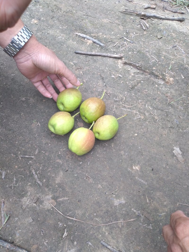 库尔勒香梨，新疆香梨
