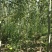 毛白杨