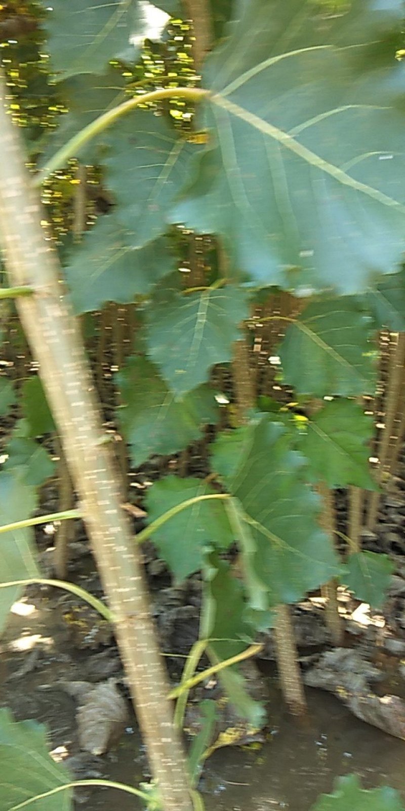 杨树