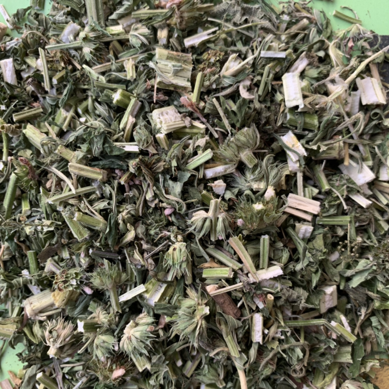 益母草