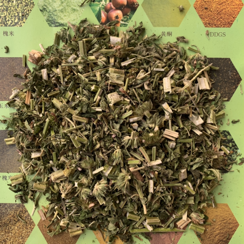 益母草