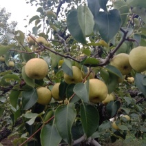 酥梨