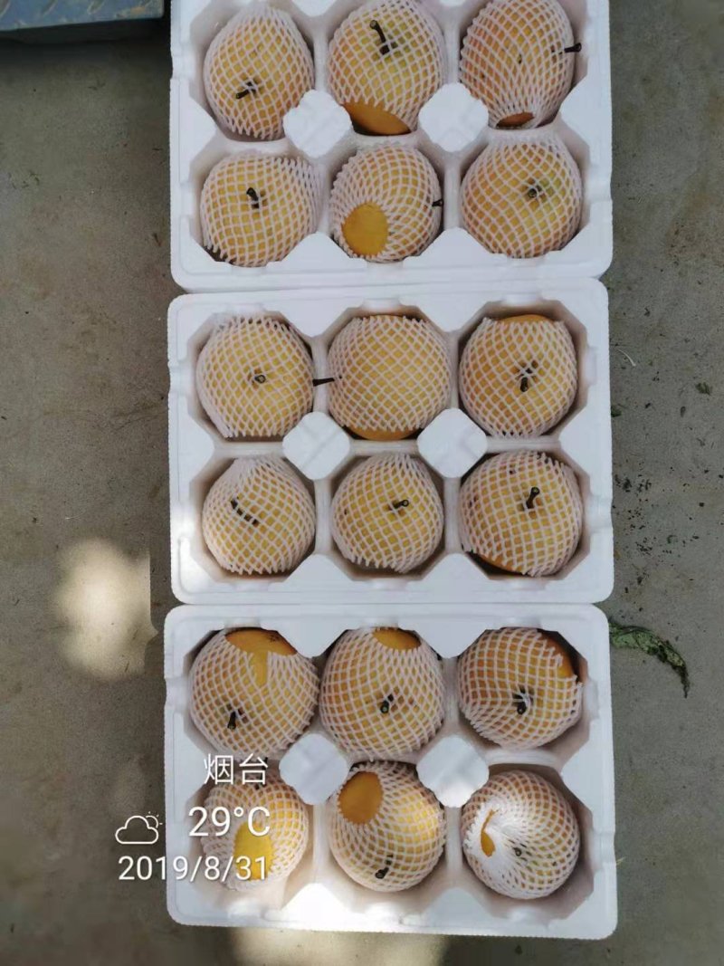 丰水梨