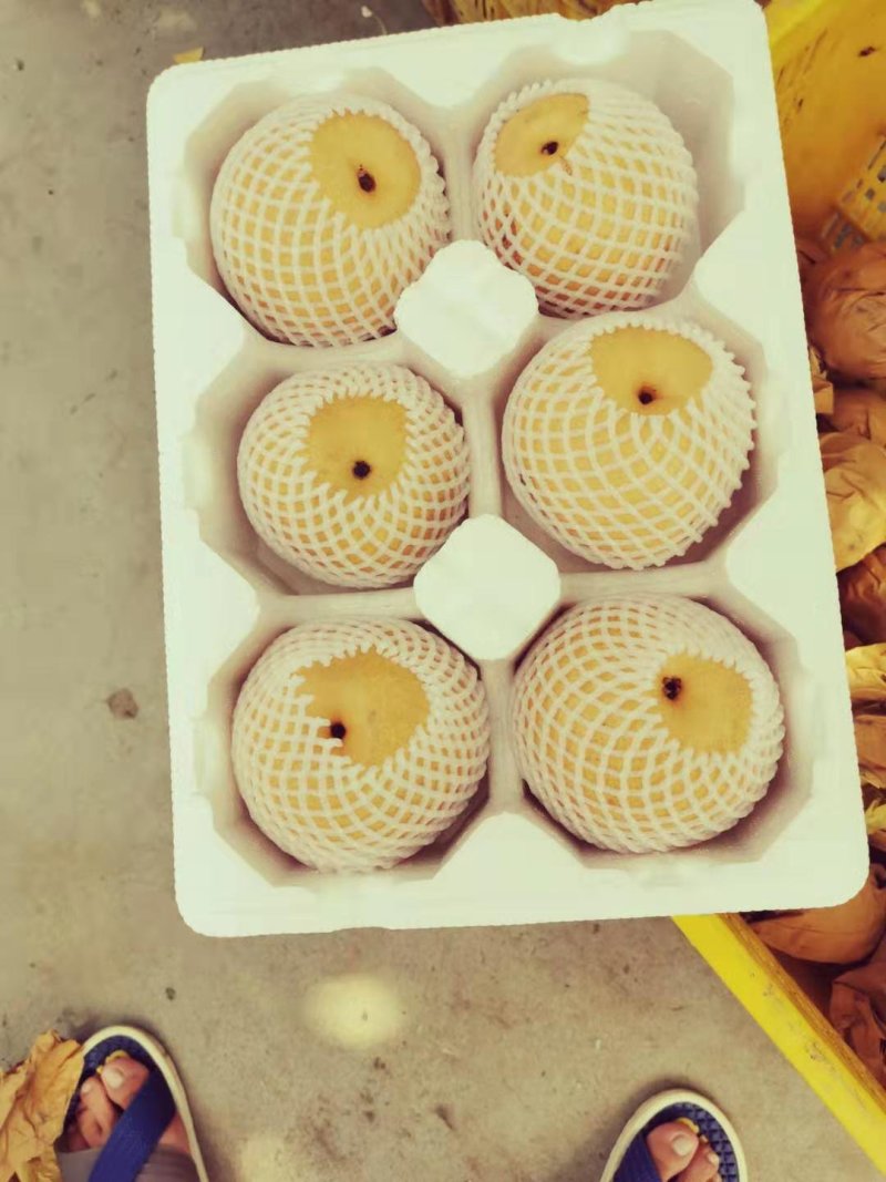 丰水梨