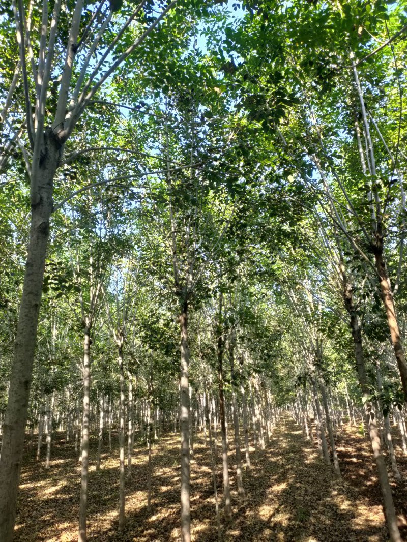 白蜡树，老白蜡，8-20公分，货源充足，价格便宜，易成活